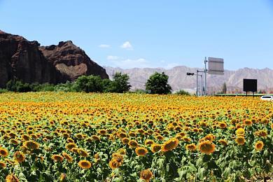 宫崎英高：《艾尔登法环》还不是理想RPG，但已很接近